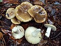 Camembert-Täubling (Russula amoenolens)