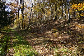 Un talus boisé au bord d'un chemin.