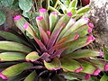 Bromeliad2