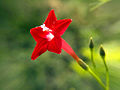 Ipomoea quamoclit