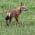 Lup Etiopian (Canis simensis)