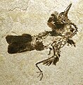 Fossile de Nahmavis