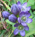 Gentianella aspera, tuktukuna