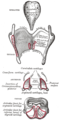 Cartílags de la laringe. Vista posterior.