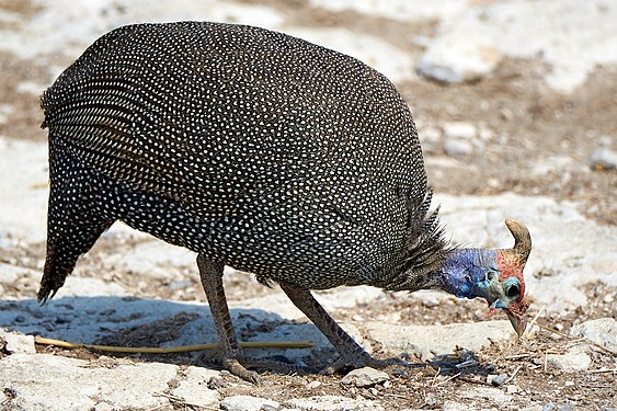 Helmeted guineafowl (numida meleagris) at the Okaukuejo waterhole in Etosha Namibia