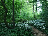 Bos met rijkbloeiende Allium ursinum op Landgoed Larenstein