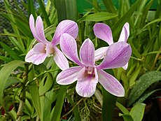 Orchidea