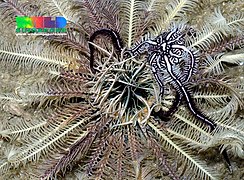 Ophiomaza cacaotica vit souvent en association avec des crinoïdes.