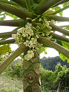 Spécimen mâle dans l'Est de l'île de La Réunion