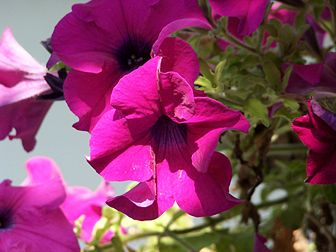 Un pétunia hybride de couleur rose foncé, du genre Petunia. (définition réelle 2 304 × 1 728)