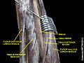 Muscles of the back of the leg. Deep layer.