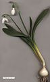 Galanthus elwesii (doğrudan tarama).