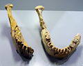 Replika donje čeljusti Homo erectusa iz Tautavela, Francuska.