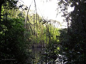 Interior de floresta perto de Recife, Pernambuco.