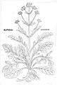 Leonhart Fuchs 1543 Valeriana phu