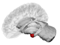 Amygdala along with other subcortical regions, in glass brain.