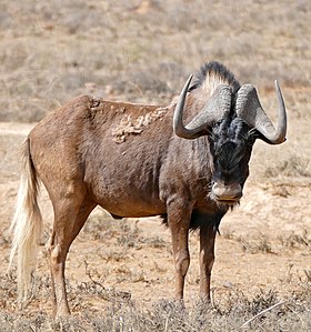 Gnu-de-cauda-branca na África do Sul