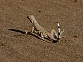Lézard à queue de zèbre (Callisaurus draconoides)
