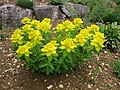 Les feuilles élevées de Euphorbia epithymoides sont jaune brillant.