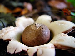 Didysis žvaigždulis (Geastrum triplex)