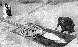 #124 (30/11/1949) The specimen that was found stranded alive at the Bay of Nigg, Aberdeen, Scotland, on 30 November 1949, being examined at the Marine Laboratory, Aberdeen shortly after its discovery.