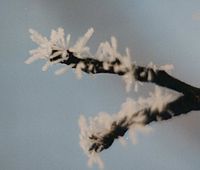 Hoar frost: Jenis kristal es (gambar diambil dari jarak sekitar 5 cm).