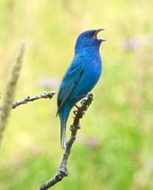 Photographie d'un oiseau bleu chantant sur une branche