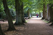 Large allée bordée de vieux arbres