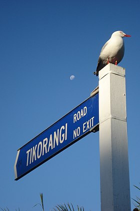 Tikorangi