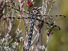 Archipetalia auriculata (Austropetaliidae)