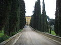 Il viale dei cipressi