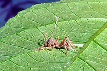 Une fourmi infectée par le cordyceps.