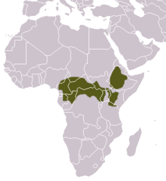 Distribuição da espécie no continente africano.