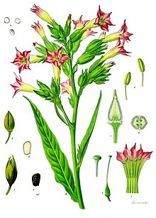 Nicotiana tabacum - Köhler–s Medizinal-Pflanzen-098.jpg