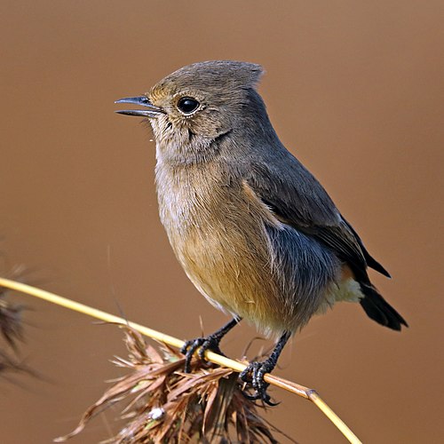 Самка чёрного чекана (Saxicola caprata)