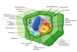 Pflanzenzelle als eukaryotischen Zelle