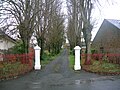 Pollarded trees on a driveway in Fenwick Road