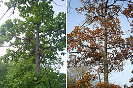 stejar mongol (Quercus mongolica)