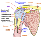 İnsan omuz eklemi diyagramı, önden görünüm