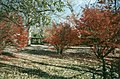 The grounds of Adsmore Museum.