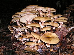 Paprastasis kelmutis (Armillaria mellea)