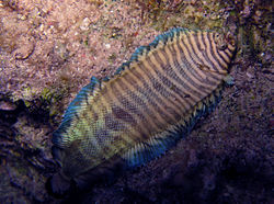 Juomuantura (Soleichthys heterorhinos)