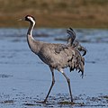 Pilkoji gervė (Grus grus)