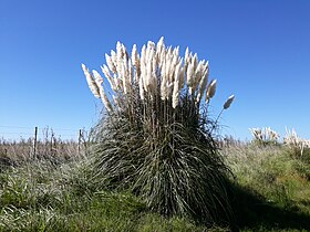 Kortaderia pampasowa