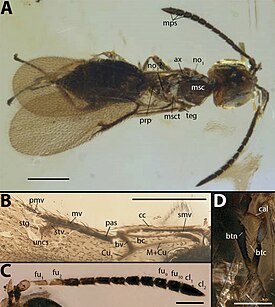 Cretaxenomerus deangelis