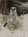 A meerkat at zootopia at Everland