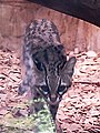Tijgerkat (Leopardus tigrinus)