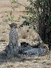 Jagluiperde in die Masai Mara-wildreservaat in Kenia.