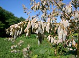 晩夏のタケニグサの未熟果。