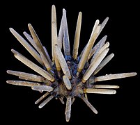 Stick urchin (Phyllacanthus imperialis).